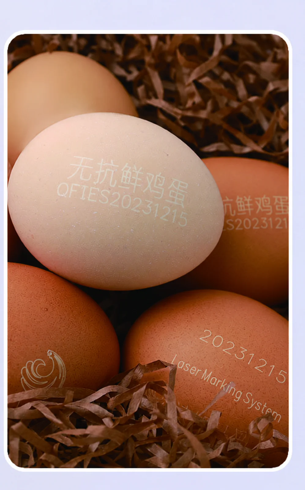 Illustrations of laser-marked dates, text and graphics on white and brown eggshells